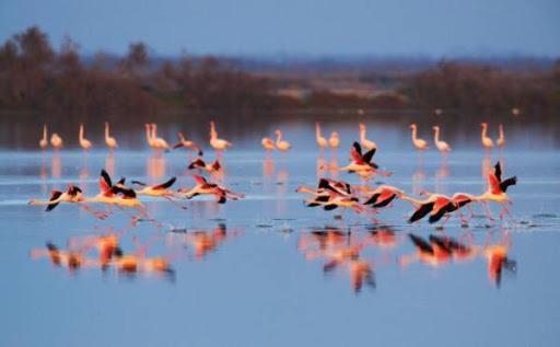 Bed and Breakfast Le Flamant Rose Сален-де-Жиро Экстерьер фото